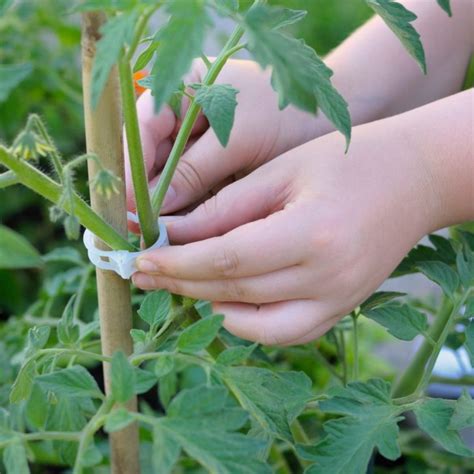 stakes for tomato plants in pots|How to stake a tomato plant: expert tips on the best .
